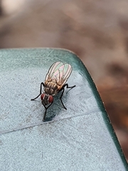 Fannia canicularis