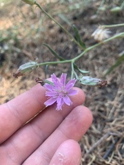 Stephanomeria lactucina
