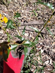 Podolobium ilicifolium