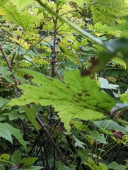 Ribes bracteosum