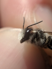 Megachile rotundata