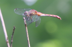 Sympetrum rubicundulum
