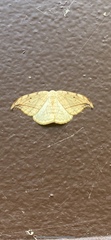 Drepana arcuata