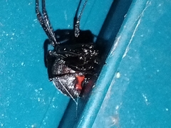 Latrodectus hesperus