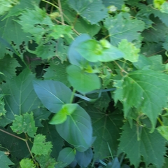 Mirabilis nyctaginea