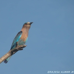 Coracias benghalensis