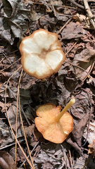 Tricholomopsis decora