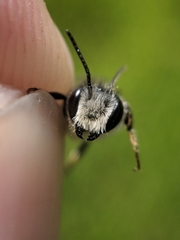 Megachile rotundata