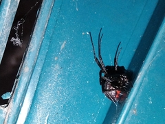 Latrodectus hesperus