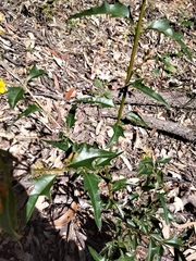 Podolobium ilicifolium