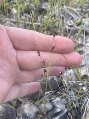 Scleria verticillata