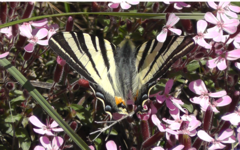 Iphiclides podalirius