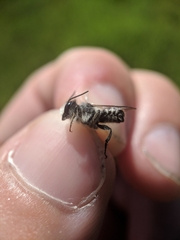 Megachile rotundata