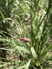 Tetraopes femoratus