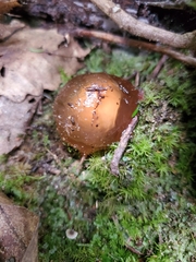 Calostoma cinnabarinum