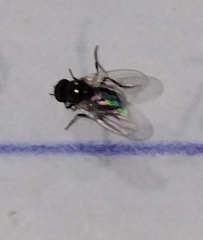 Milichiidae