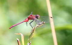 Sympetrum rubicundulum