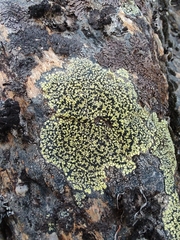 Rhizocarpon