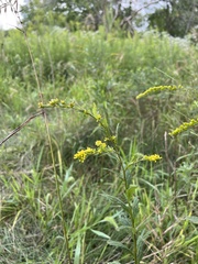 Solidago ulmifolia