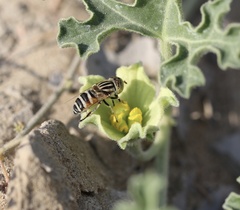 Eristalinus megacephalus
