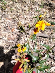 Podolobium ilicifolium