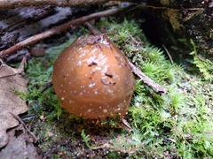 Calostoma cinnabarinum