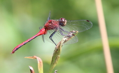 Sympetrum rubicundulum
