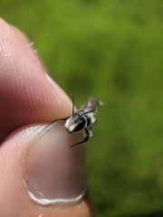 Megachile rotundata