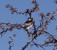 Polihierax semitorquatus