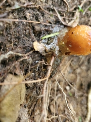 Calostoma cinnabarinum