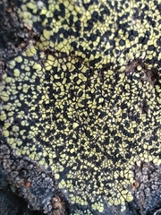 Rhizocarpon