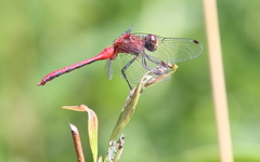Sympetrum rubicundulum