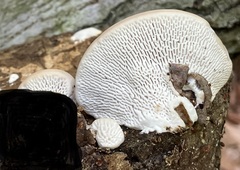 Trametes gibbosa