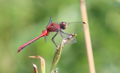 Sympetrum rubicundulum
