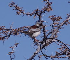 Polihierax semitorquatus