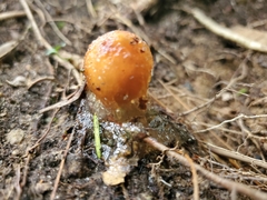 Calostoma cinnabarinum
