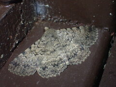 Polydesma boarmoides