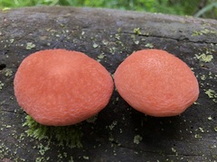 Rhodotus palmatus