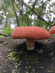 Rhodotus palmatus