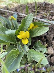 Viola praemorsa