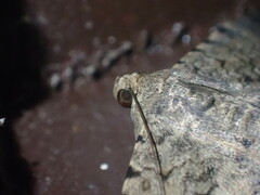 Polydesma boarmoides