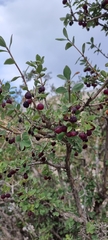 Lonicera