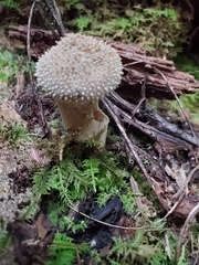 Lycoperdon