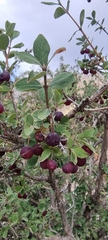 Lonicera