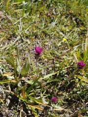 Castilleja lemmonii