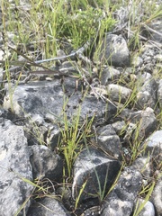 Scleria verticillata