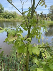 Heracleum sphondylium