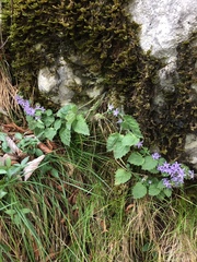 Campanula elatinoides