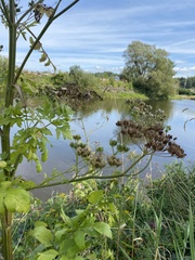 Heracleum sphondylium
