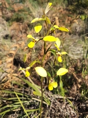 Diuris praecox